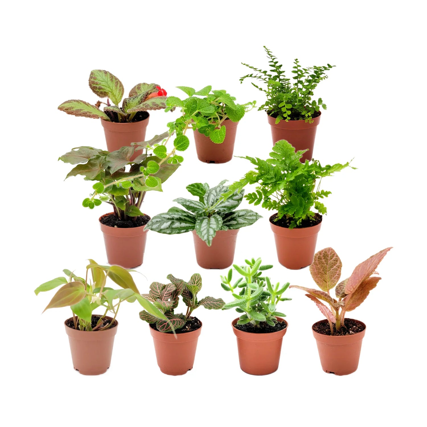 Succulents, Ferns & Other Houseplants