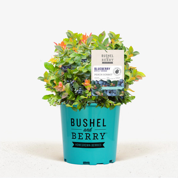 Fruit Trees and Shrubs