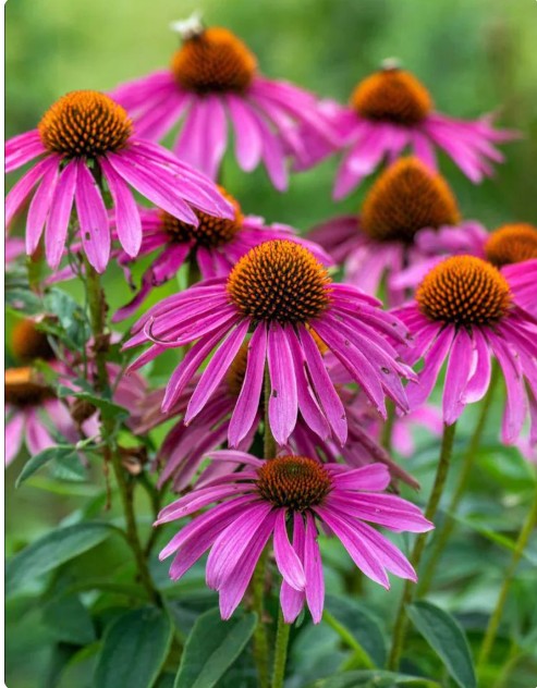 Perennials