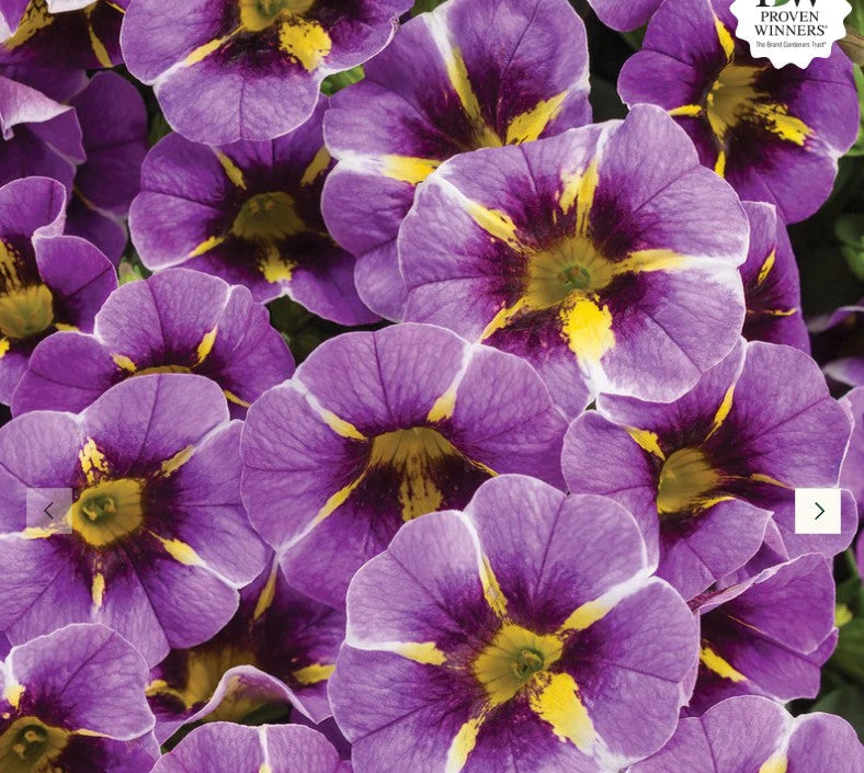 Annuals