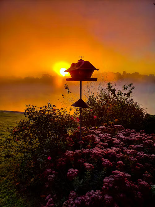 Birding & Backyard Wildlife