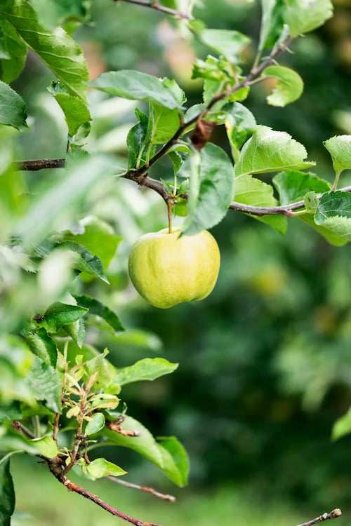 Fruit Trees and Shrubs
