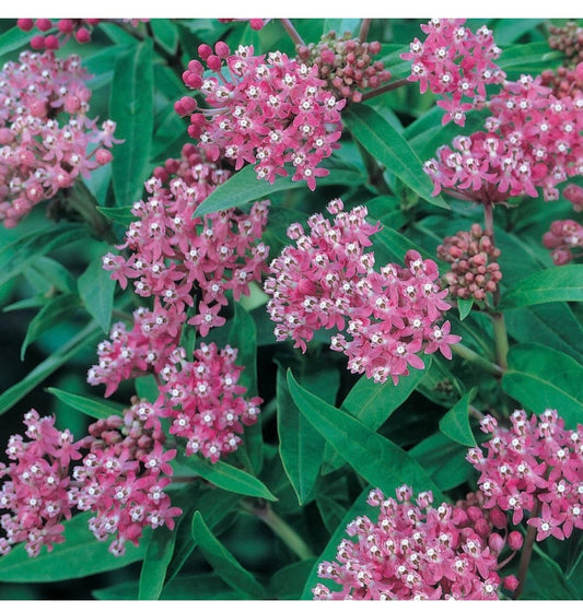 Asclepias incarnata, Cinderella Swamp Milkweed
