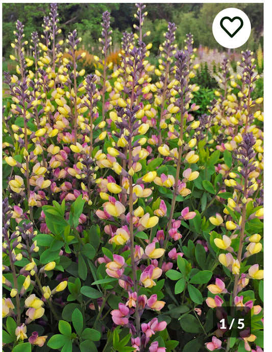 Baptisia hybrid, pink lemonade