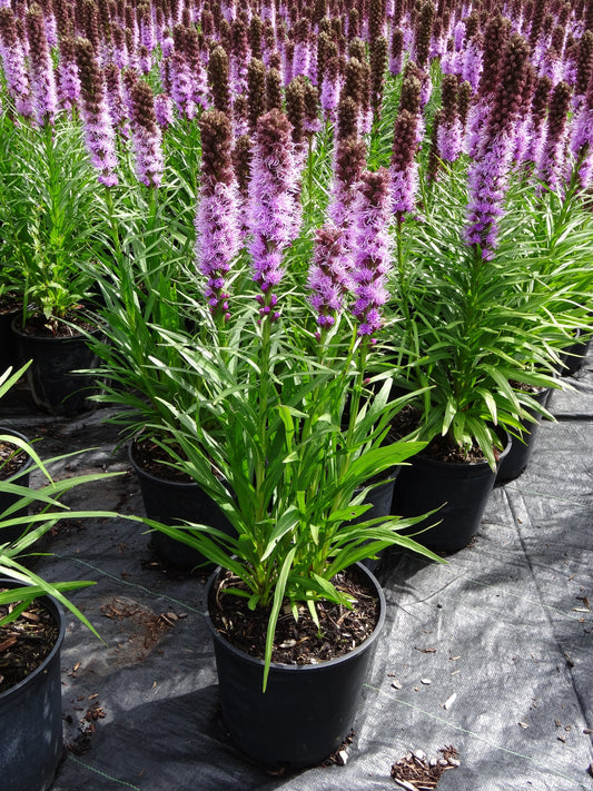 Liatris Spicata | Gayfeather | Blazing Star
