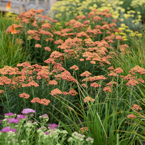 Achillea hybrid | 'Firefly Peach Sky' Yarrow