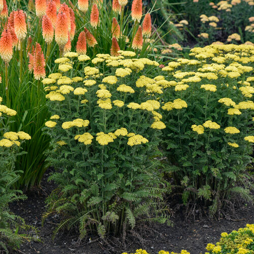 Achillea hybrid | 'Firefly Sunshine' Yarrow