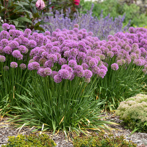 Allium hybrid | 'Serendipity' Ornamental Onion